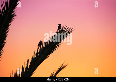 Sparrow auf den Zweigen der Palmen tummeln. Santa Ponsa, Mallorca, Spanien. Stockfoto