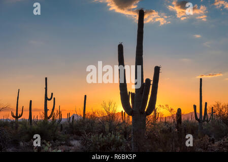 Saguaro-Kaktus bei Sonnenuntergang Stockfoto