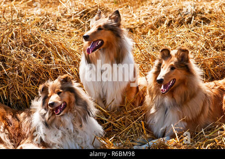 Amerikanische und britische Collie Hunde Stockfoto