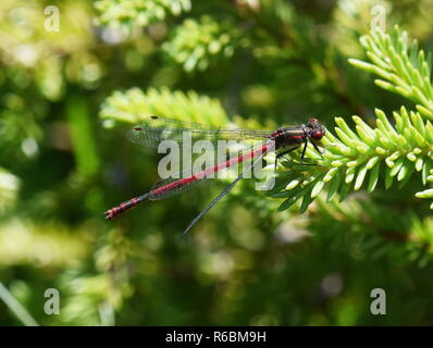 Die grossen roten damselfly Pyrrhosoma nymphula in der Vegetation Stockfoto