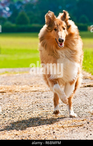 Collie Hund Stockfoto