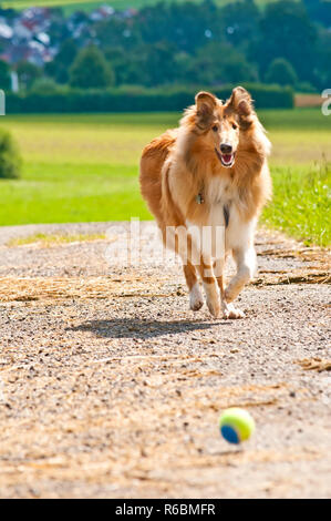 Collie Hund Stockfoto