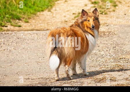 Collie Hund Stockfoto