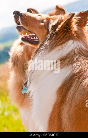 Collie Hunde Stockfoto