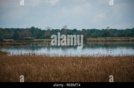 Gruppe von größeren Flamingo (Phoenicopterus Roseus) stehen in einem See im Herbst an einem bewölkten Tag. Stockfoto