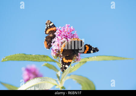 Red Admiral Schmetterling oder Vanessa atalanta Schmetterlinge auf sommerflieder oder Schmetterling Bush gegen den blauen Himmel mit copy Space - Schottland, Großbritannien Stockfoto