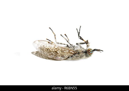 Tot bloodsucking Pferd cleg Haematopota auf weißem Hintergrund Fliegen Stockfoto