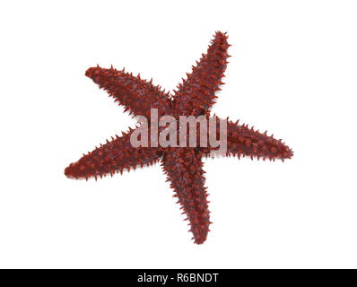 Die orange Knörrige starf Echinaster echinophorus auf weißem Hintergrund Stockfoto