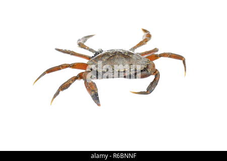 Gemeinsame shore crab Carcinus maenas isoliert auf weißem Stockfoto