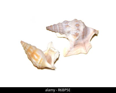 Der marine gastropode Aporrhais pespelecani pelican Fuß auf weißem Hintergrund Stockfoto