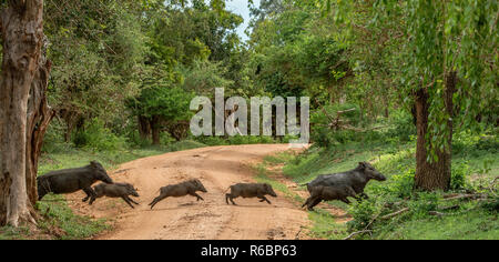 Die Familie der indischen Wildschwein laufen über die Straße in den Wald. Wissenschaftlicher Name: Sus scrofa cristatus, auch als Andamanese Schwein oder Moupin Schwein bekannt. Stockfoto