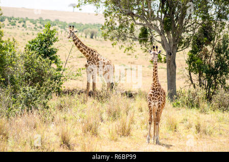 Mehrere Giraffen in der Nähe Acacias in Masai Mara Park Kenia Stockfoto