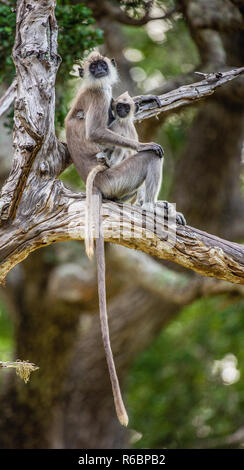 Langur mit einem Cub sitzt auf einem Baum. Getuftete grau Langur (Semnopithecus priam), auch bekannt als Madras grau Langur, und Coromandel heilige langur. Stockfoto