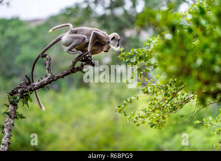 Langur mit einem Cub springen auf einen Baum. Getuftete grau Langur (Semnopithecus priam), auch bekannt als Madras grau Langur, und Coromandel heilige langur. Stockfoto