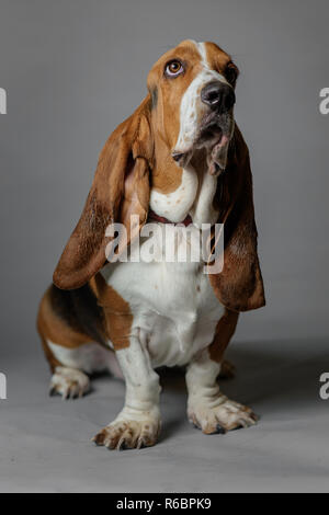 Basset Hound stellt in einem Studio mit grauen Hintergrund. Stockfoto