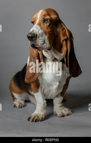 Basset Hound stellt in einem Studio mit grauen Hintergrund. Stockfoto