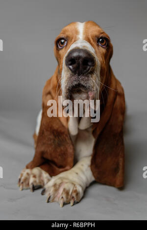 Basset Hound stellt in einem Studio mit grauen Hintergrund. Stockfoto