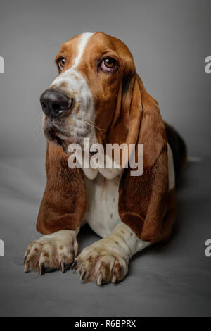 Basset Hound stellt in einem Studio mit grauen Hintergrund. Stockfoto