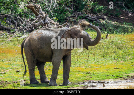 Elefanten spritzen Schmutz und Wasser auf, sich von seinem Stamm.. Das erwachsene Männchen von Sri Lanka Elefant (Elephas Maximus Maximus). Stockfoto