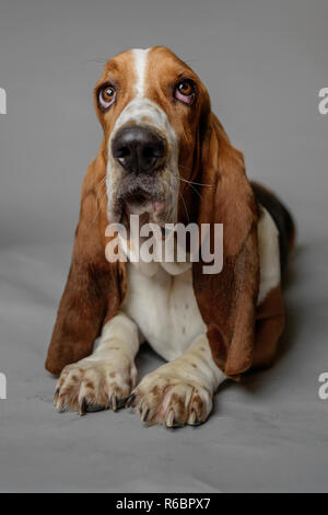 Basset Hound stellt in einem Studio mit grauen Hintergrund. Stockfoto