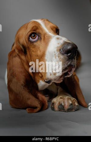 Basset Hound stellt in einem Studio mit grauen Hintergrund. Stockfoto