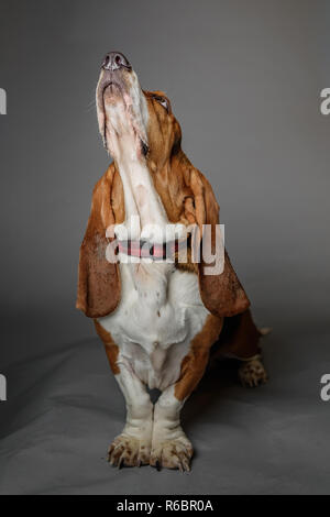 Basset Hound stellt in einem Studio mit grauen Hintergrund. Stockfoto