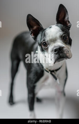 Ein Boston Terrier posiert im Studio auf einem grauen Hintergrund. Stockfoto