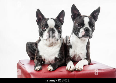 Zwei Boston Terrier sitzen nebeneinander in einem Studio Portrait mit weißem Hintergrund. Stockfoto