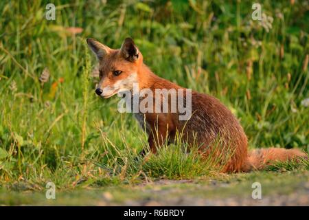 Nahaufnahme, Porträt einer wilden Fuchs sitzend in einer Wiese Stockfoto