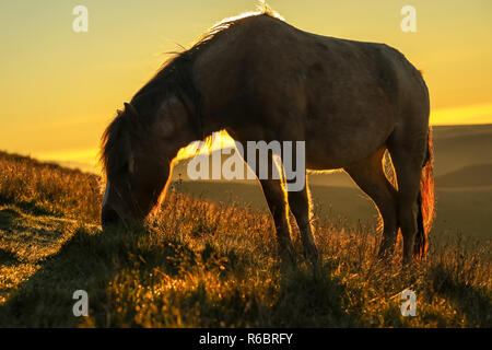 Wild welsh Ponys bei Sonnenaufgang auf dem Gipfel des Pen y Fan, der höchste Berg South Wales Brecon Beacons National Park, Wales, UK. Stockfoto