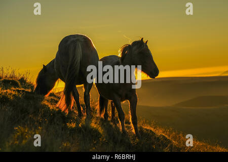 Wild welsh Ponys bei Sonnenaufgang auf dem Gipfel des Pen y Fan, der höchste Berg South Wales Brecon Beacons National Park, Wales, UK. Stockfoto