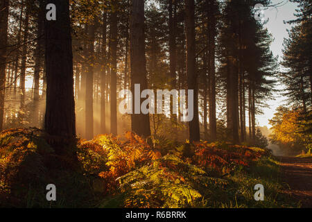 Früh Sonnenschein in Sherwood Forest, Nottinghamshire. Stockfoto