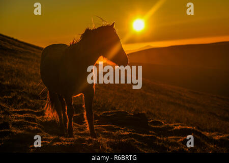 Wild welsh Ponys bei Sonnenaufgang auf dem Gipfel des Pen y Fan, der höchste Berg South Wales Brecon Beacons National Park, Wales, UK. Stockfoto