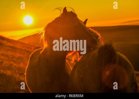 Wild welsh Ponys bei Sonnenaufgang auf dem Gipfel des Pen y Fan, der höchste Berg South Wales Brecon Beacons National Park, Wales, UK. Stockfoto