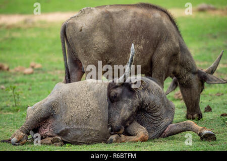 Wasserbüffel. Die Sri Lanka Wilde Wasserbüffel (Bubalus arnee migona). Sri Lanka. Natürlicher Lebensraum. Stockfoto