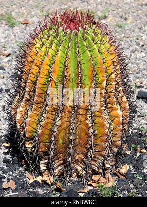 Nahaufnahme auf einem bunten Fire barrel Cactus Stockfoto