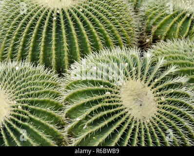 Nahaufnahme auf Golden barrel Cactus Mexiko Stockfoto