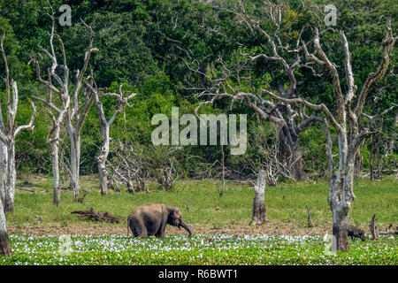 Das erwachsene Männchen von Sri Lanka Elefant (Elephas Maximus Maximus) Fütterung auf dem Sumpf. Natürlicher Lebensraum. Sri Lanka. Stockfoto