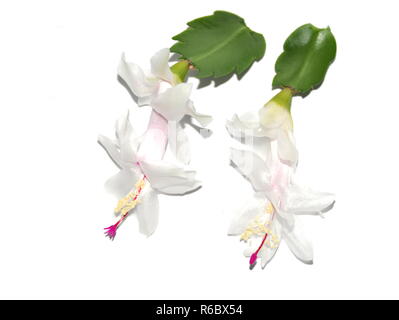 Nahaufnahme auf weiße Schlumbergera Kaktus Blumen Stockfoto