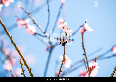 Peach Blossom im Frühjahr mit Carpenter Bee Stockfoto