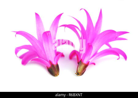 Nahaufnahme auf rosa Rhipsalidopsis Kaktusblüte Stockfoto