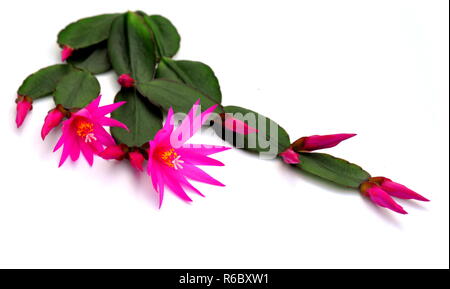 Nahaufnahme auf rosa Rhipsalidopsis Kaktusblüte Stockfoto