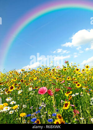 Wiese mit viel Blumen und Regenbogen Stockfoto