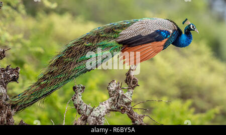 Pfau auf dem Baum. Portrait von wunderschönen Peacock. Die indischen Pfauen oder Blauer Pfau (Pavo cristatus). Natürlicher Lebensraum. Sri Lankan. Stockfoto