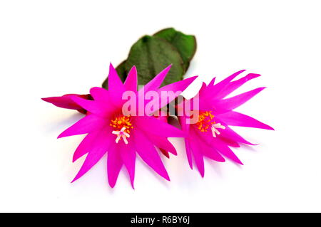 Nahaufnahme auf rosa Rhipsalidopsis Kaktusblüte Stockfoto