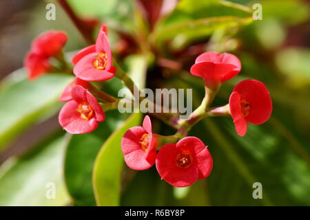 Nahaufnahme auf die Blumen eines Christus thorn Pflanze Euphorbia Milli Stockfoto