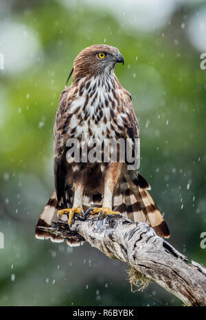 Predator Vogel auf dem Baum. Die wechselbaren Hawk - Adler oder Crested hawk - Adler (Nisaetus cirrhatus). Yala National Park. Sri Lanka Stockfoto