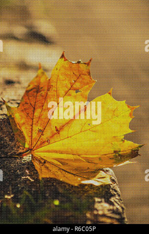 Herbstliche lackiert Blatt in der Abendsonne Stockfoto