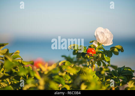 Strand Rose Blume an der Ostsee Stockfoto