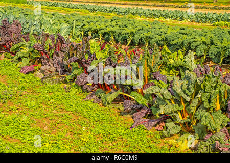 Anbau Mangold und Grünkohl Stockfoto